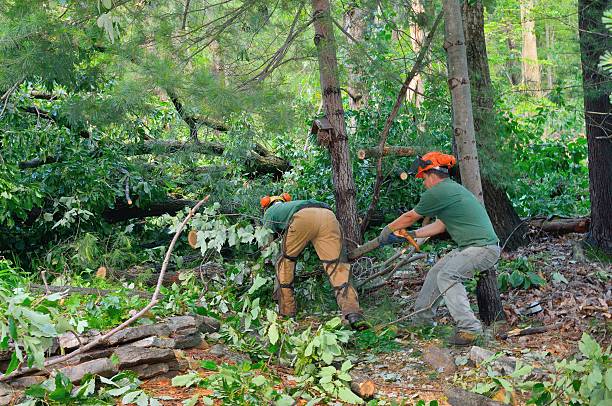 Professional Tree Service in Effort, PA